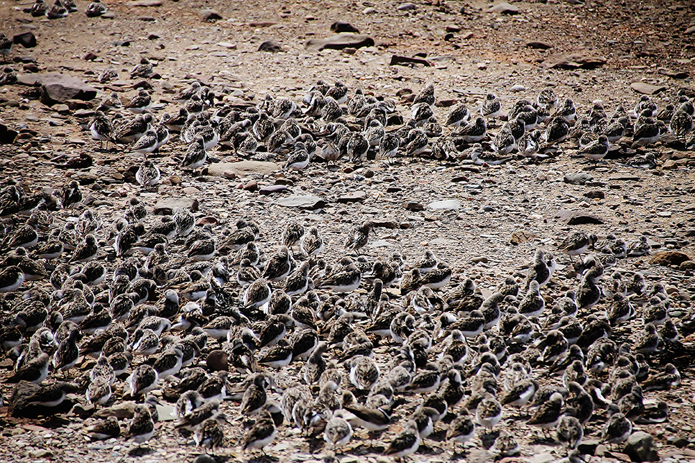 Sandpipers_1